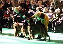 Crufts2010 1778